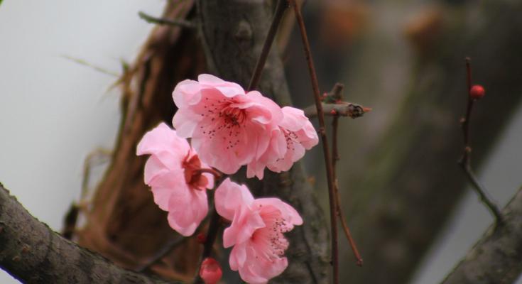 美人梅的花语（坚贞不屈的美人梅花）