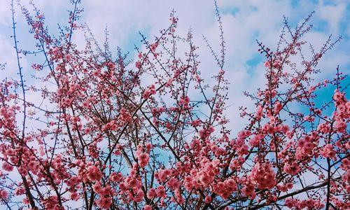 美人梅的花语（坚贞不屈的美人梅花）