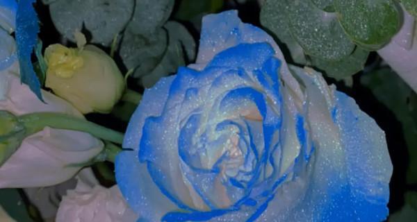 碎冰蓝玫瑰的花语（探寻这朵神秘花的背后含义）