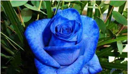 碎冰蓝玫瑰的花语（探寻这朵神秘花的背后含义）