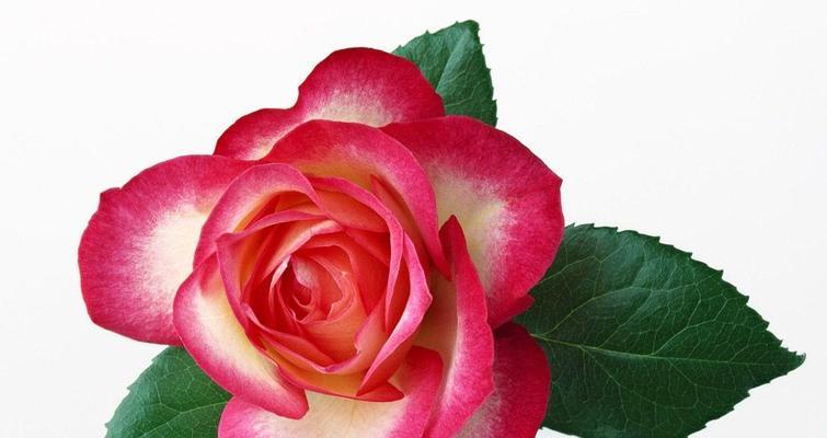 解读玫瑰花的意义（从浪漫到祝福，玫瑰花代表的意思你知道吗？）