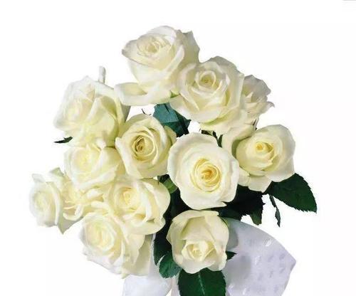 白玫瑰的花语（寓意深远的纯洁之花）