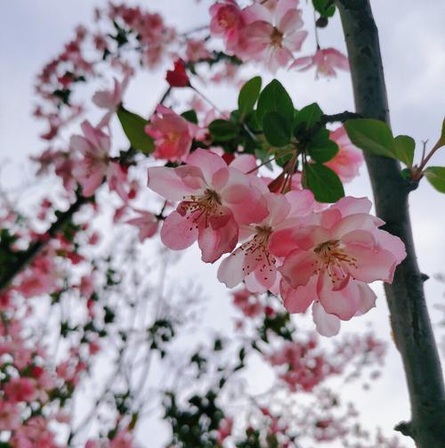 垂丝海棠的花语与意义（探究垂丝海棠的花语，以及它所代表的情感和价值）