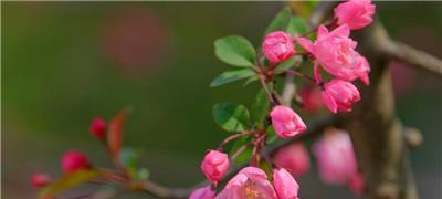 垂丝海棠的花语与意义（探究垂丝海棠的花语，以及它所代表的情感和价值）