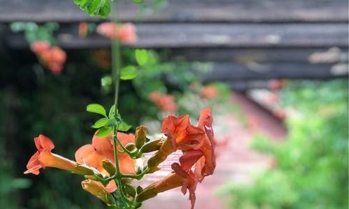 凌霄花的象征与寓意（探寻凌霄花的内涵与价值）