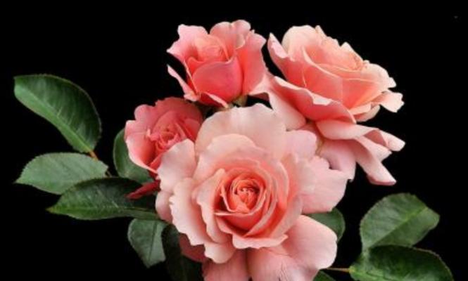 25朵玫瑰花语——表达爱情的最佳方式（探寻25朵玫瑰背后的意义，让你更精准地传递感情）