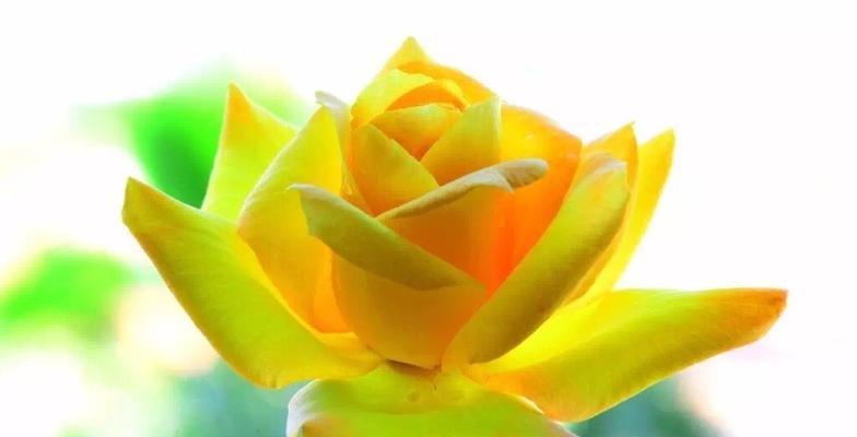 25朵玫瑰花语——表达爱情的最佳方式（探寻25朵玫瑰背后的意义，让你更精准地传递感情）