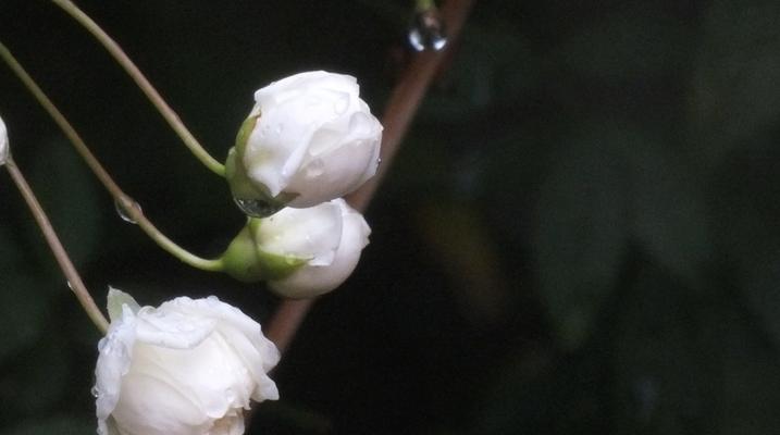 白蔷薇之花语（慈祥、纯洁、虔诚，蕴含着无穷的希望）