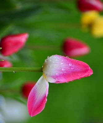 白色郁金香的花语（优雅、纯洁、爱情、祝福）