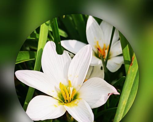 葱兰花语——清新自然的象征（探寻葱兰的花语意义与文化内涵）