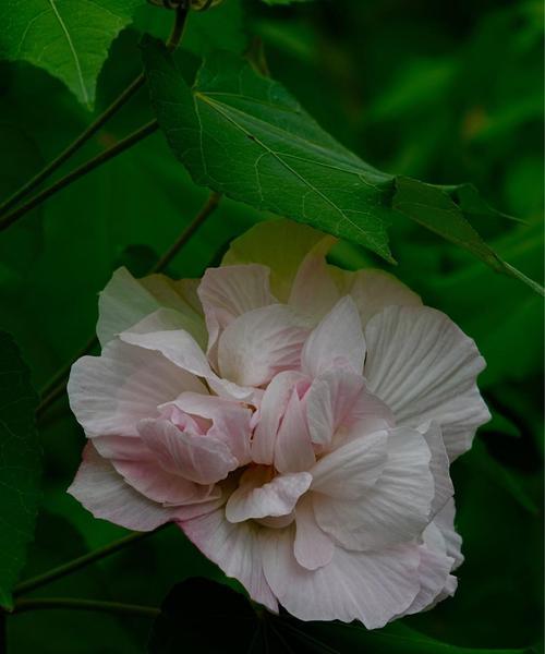 木芙蓉传说与花语（缘起、象征与意义）