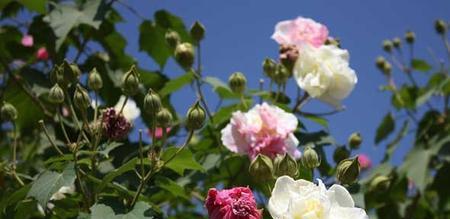 木芙蓉传说与花语（缘起、象征与意义）