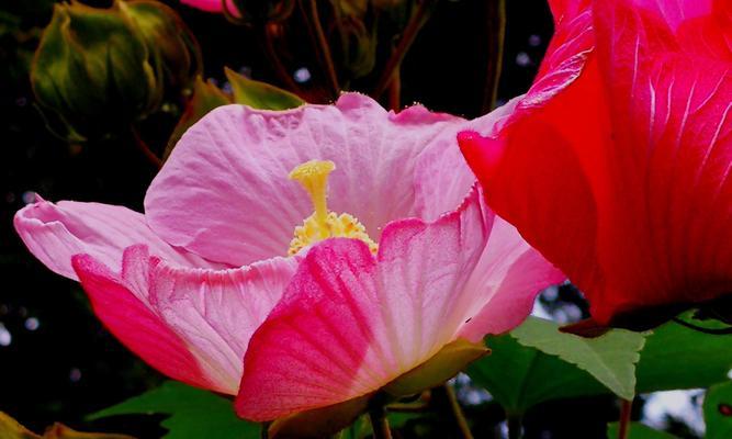 木芙蓉传说与花语（缘起、象征与意义）