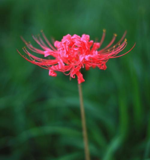 红花石蒜花语（传递爱与美的芳香）