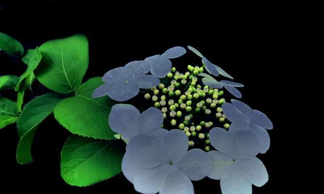 琼花花语（探寻琼花的花语及其深层含义）