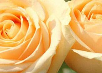 世界上最浪漫的花-玫瑰花（玫瑰花语的深刻内涵与文化意义）