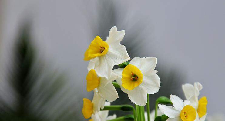 水仙花花语（探索水仙花背后的意义）