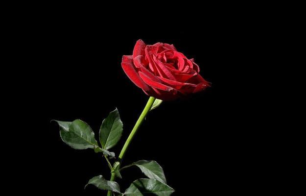 浪漫之花——黑色玫瑰的花语（黑色玫瑰的含义与象征，让心灵沉醉于美好情感）