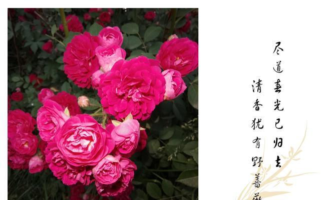 粉红蔷薇和黄色蔷薇花花语解析（从颜色到含义，一一解析粉红和黄色蔷薇花语）