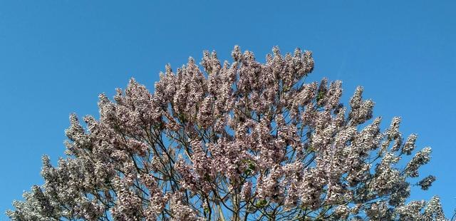 梧桐花的花语（了解梧桐花的花语及其象征意义）