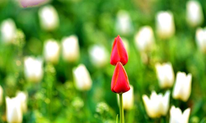 黑郁金香花语（探索黑郁金香的神秘与浪漫）