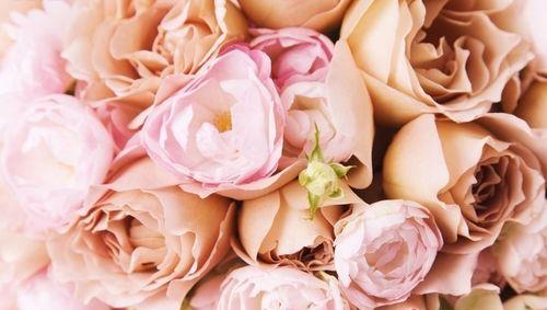 探讨粉色玫瑰的花语（传递爱和甜蜜的粉色玫瑰代表的含义和应用）