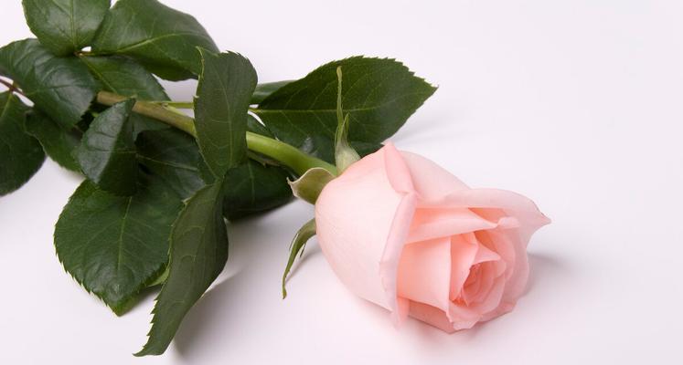 粉玫瑰的花语和寓意（探寻玫瑰花的深意，传递真挚情感）