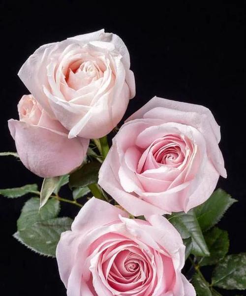探寻玫瑰花语的含义（传达爱情、感恩、美好和多彩人生的花语）