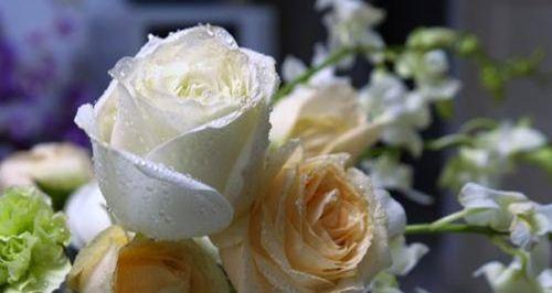 11朵白玫瑰花语的含义（展现深情与真爱的玫瑰）