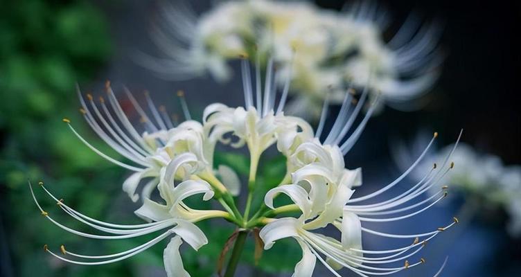 彼岸花的花语与传说（一朵代表生命与重生的花，成为了世间许多美丽的传说）