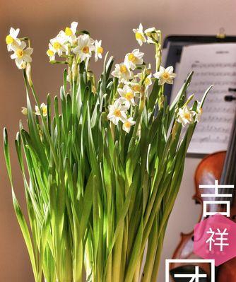 水仙花语，寓意深远（解读水仙花语，了解其象征意义）