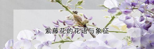 紫藤花传说与花语（紫藤花的美丽神话与意义）