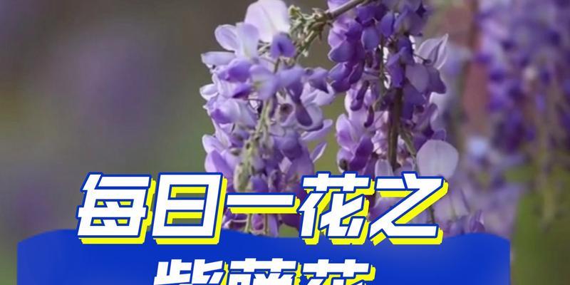 紫藤花传说与花语（紫藤花的美丽神话与意义）