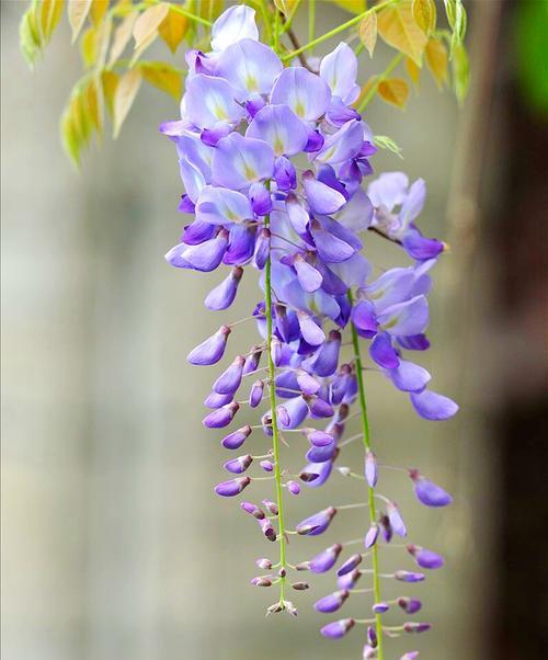 紫藤花传说与花语（紫藤花的美丽神话与意义）