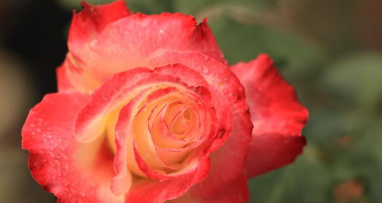浪漫花语，玫瑰花的多彩世界（一朵花散发的温馨情感与人生哲理）