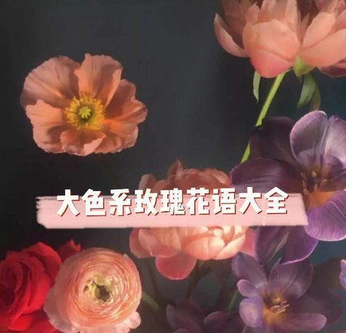 浪漫花语，玫瑰花的多彩世界（一朵花散发的温馨情感与人生哲理）