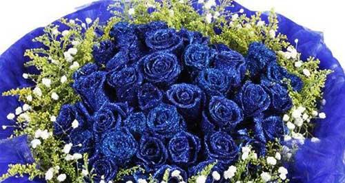 蓝色玫瑰的花语——希望与神秘（了解蓝色玫瑰的8个秘密）