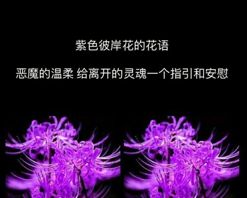 探秘彼岸花的花语与传说（品读彼岸花的美丽与神秘，了解其独特的文化内涵）