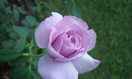 传承爱情的神话——紫色玫瑰花语（探寻紫色玫瑰花语的意义及象征，感受爱情的深度和魅力）