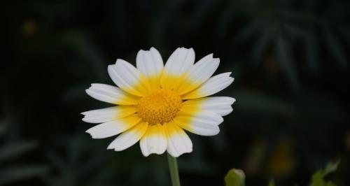 皱菊的花语（探究花朵中的诗意）