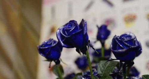 传承爱情的经典，蓝玫瑰的花语（以诗意之美表达独一无二的感受，最深情的承诺）