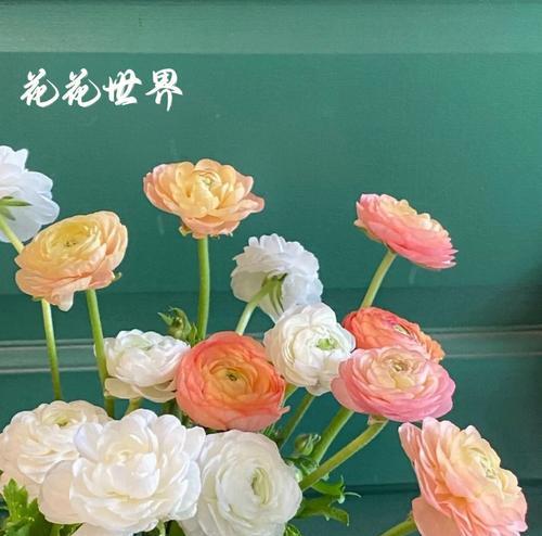 花毛茛的花语（探究花毛茛这朵花的花语和含义）