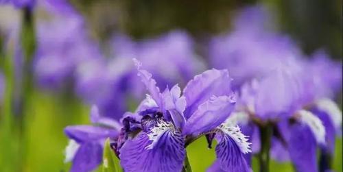紫色矢车菊的花语（传递着爱情的信息）