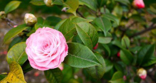 茶花花语及代表意义（解读茶花的八种含义）