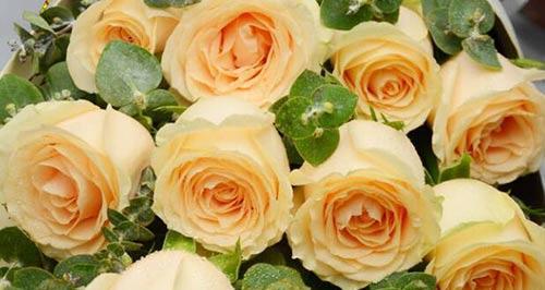 21朵香槟玫瑰花语的含义（寓意丰富的鲜花之语，传递爱情和祝福）