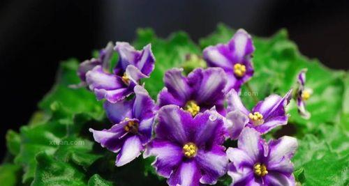 紫罗兰花语与寓意（探索这朵小而美的花的奥秘）