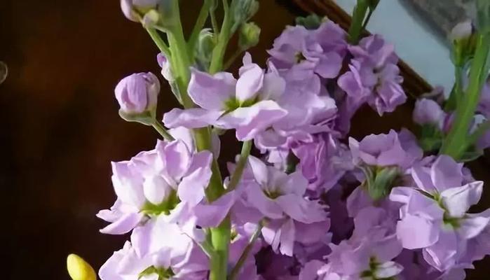 紫罗兰花语与寓意（探索这朵小而美的花的奥秘）