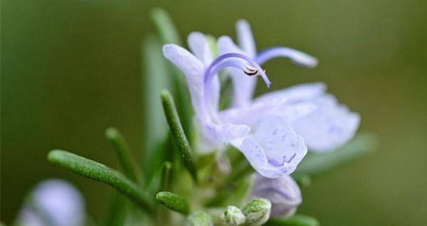 迷迭香的花语和其寓意解析（揭秘迷迭香的隐藏花语，让你更懂这种美丽的花卉）