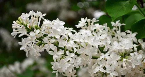 丁香花的花语与寓意（探寻丁香花背后的深意）