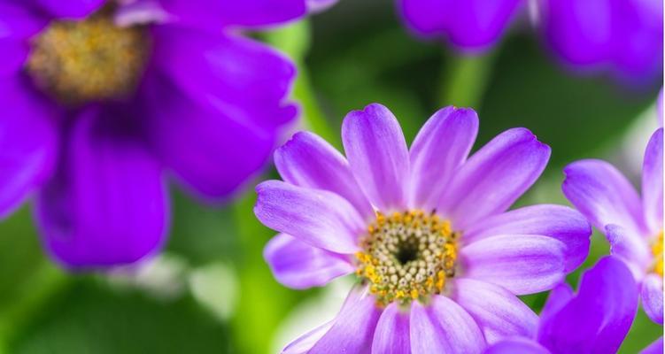 紫色雏菊的花语（揭秘紫色雏菊的8种含义）